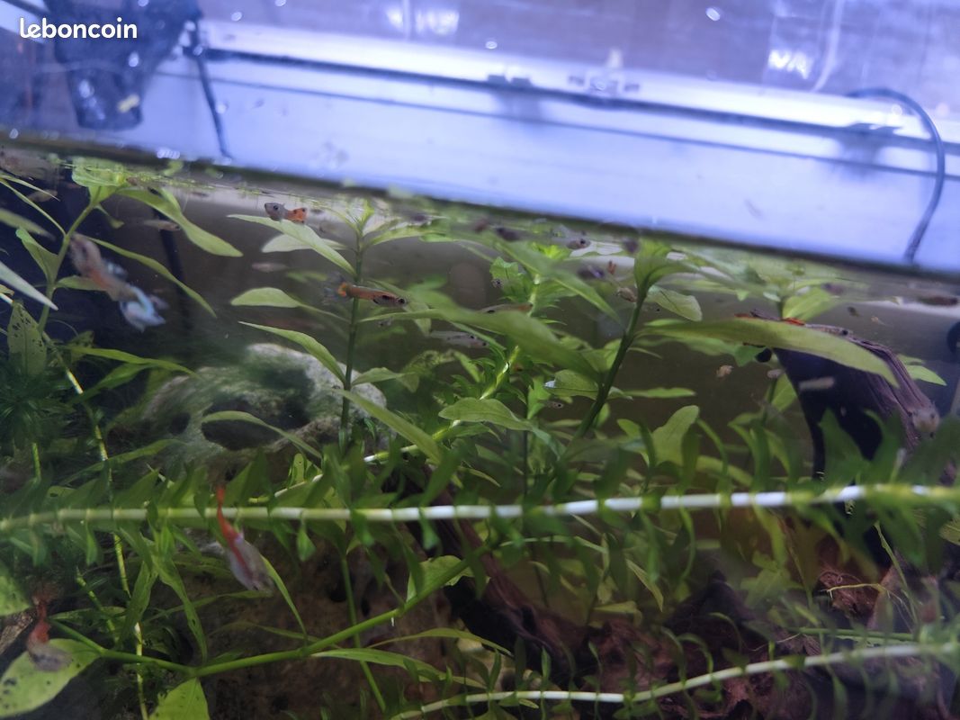 Alevins de guppys pour aquarium (image 3)