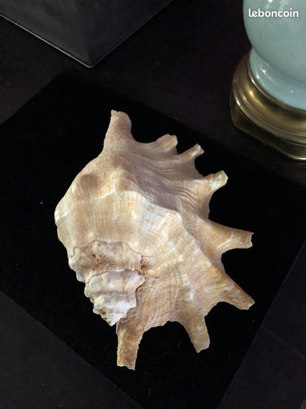Grand coquillage exotique (image 3)