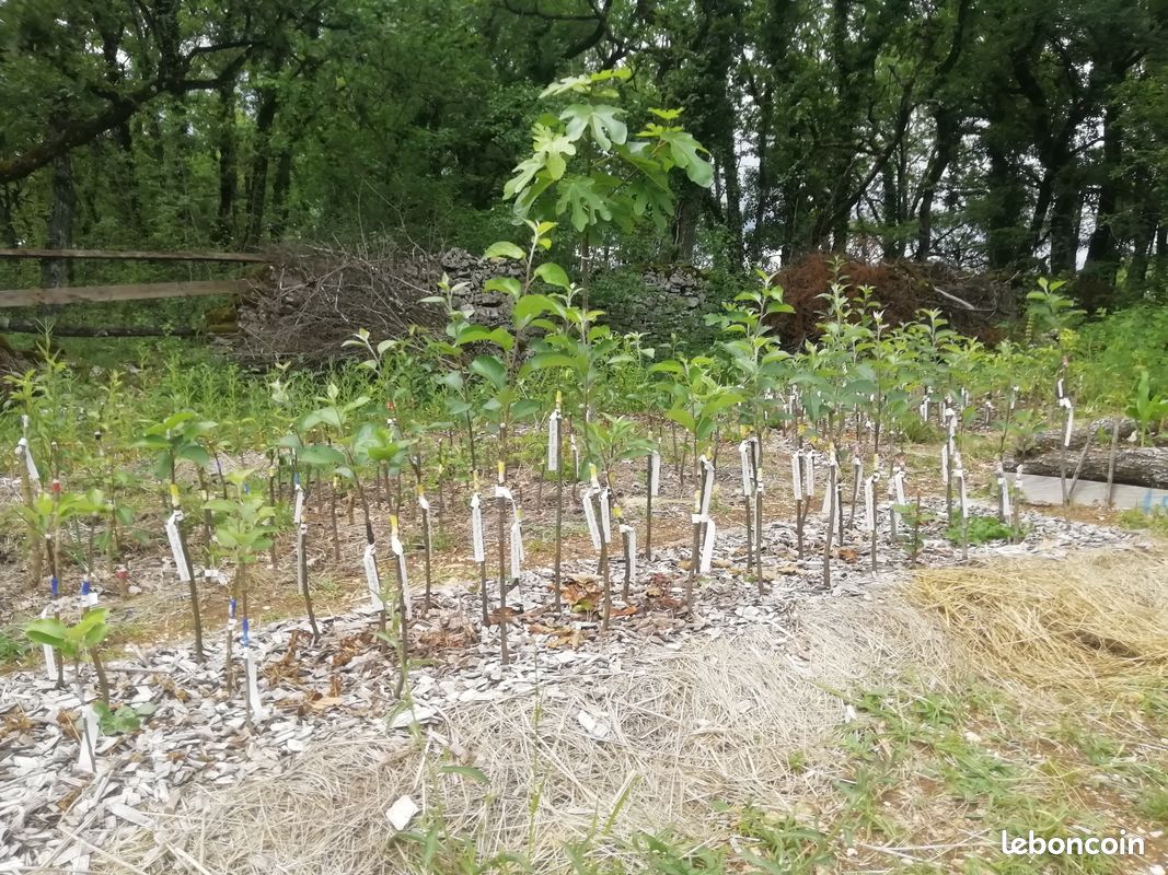 Arbres fruitiers, arbres, arbustes - Pépinière "Cœur de racines" (image 3)
