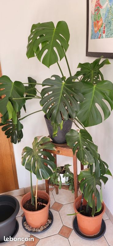 monstera monkey leaf obi Monstera adansonii 