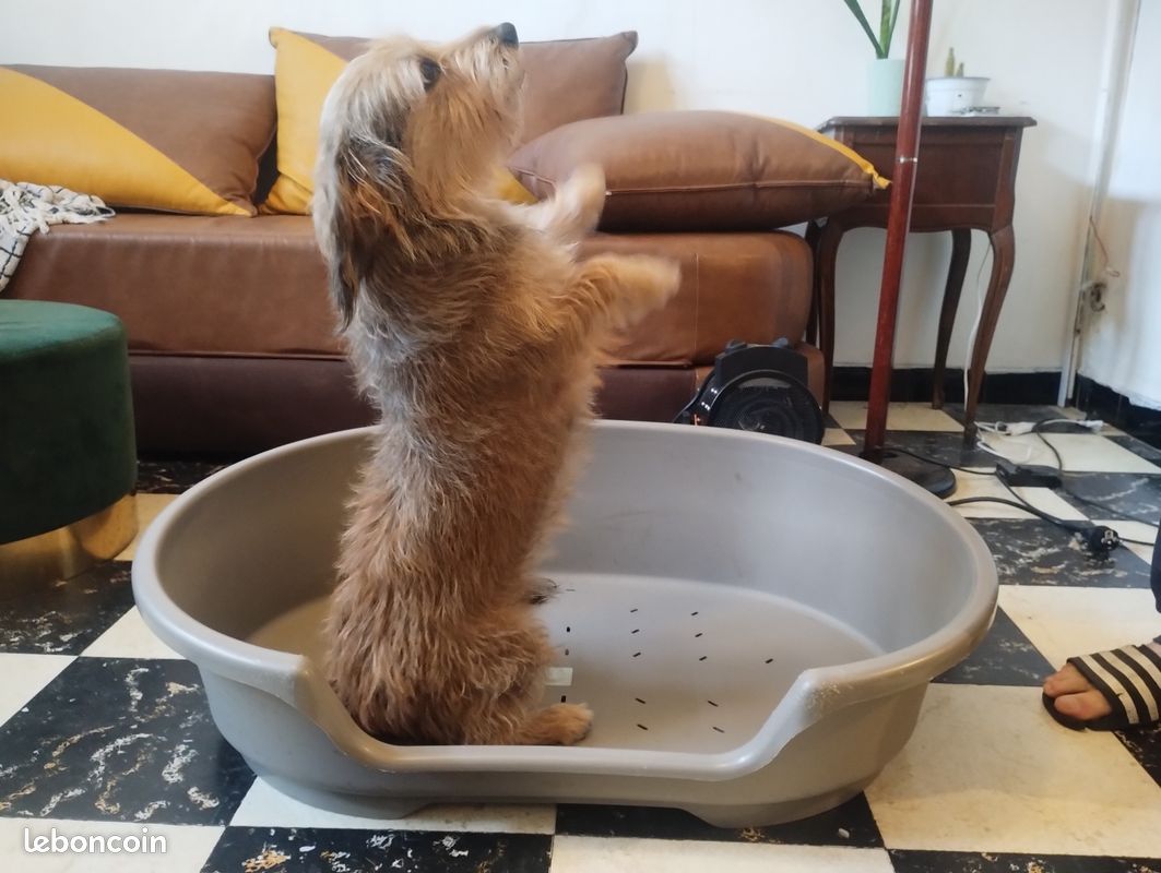 Panier pour chien (image 1)