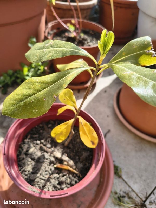 A donner ou échanger: Pittosporum Taubira du Japon (méllifère) (image 2)