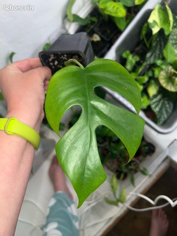 philodendron neon Neon Philodendron (Philodendron hederaceum 