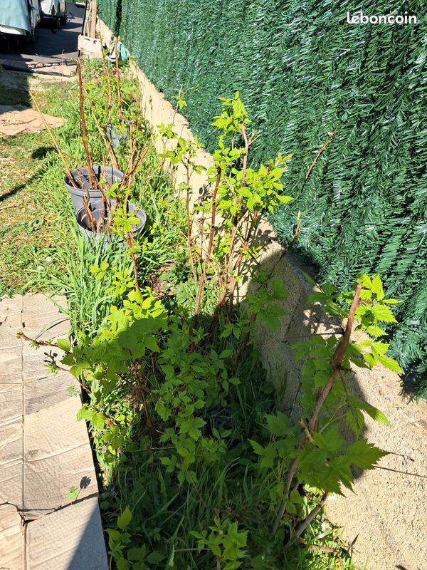 Beaux pieds de framboises (image 7)