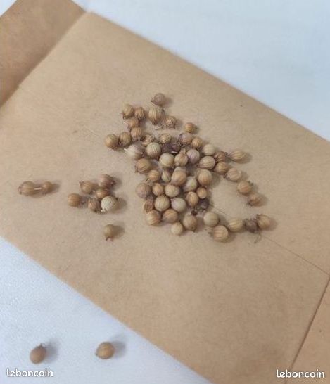 30 graines de Coriandre plante aromatique - graines reproductibles (image 3)