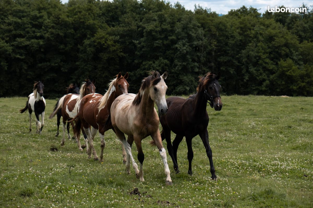 American Azteca Horse (image 1)
