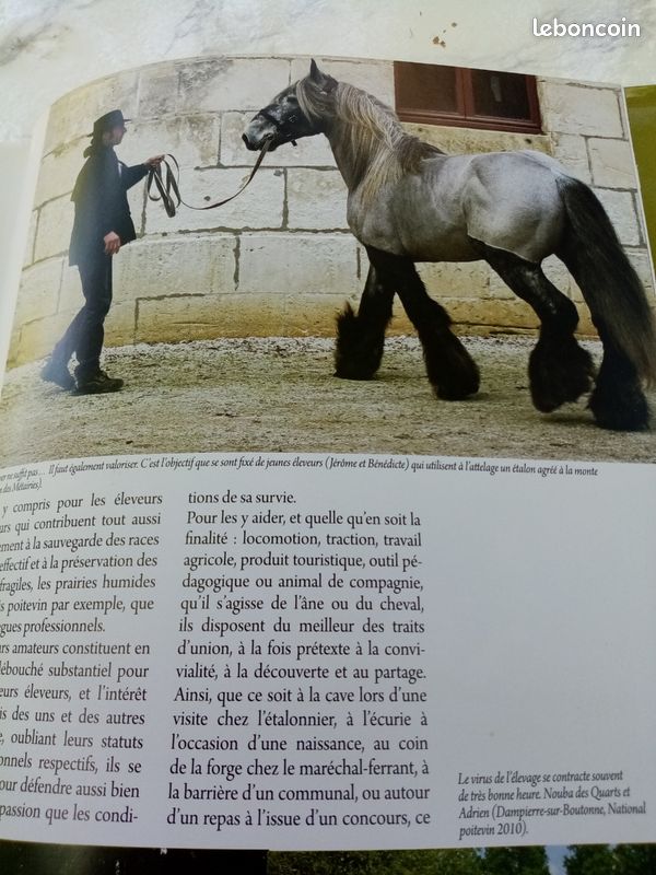 Le Baudet du Poitou, le trait poitevin mulassier et la mule poitevine (image 16)