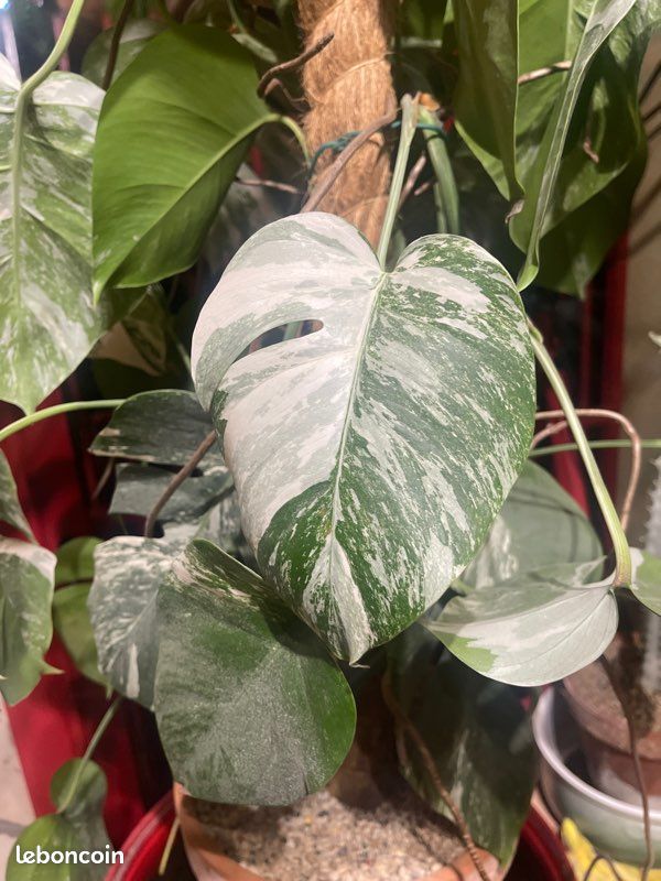 Monstera variegata en lechuza pon tres grande - Jardin & Plantes