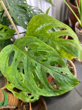 philodendron dragon variegated Philodendron Golden Dragon Albo – Rare White Variegation – Green and White  Plants main image 0