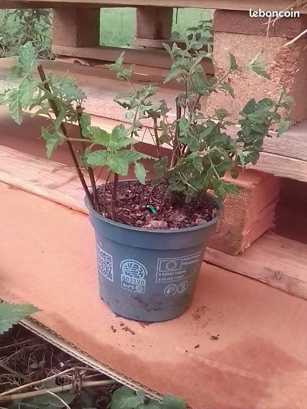 Plant de Menthe-Fraise (image 1)