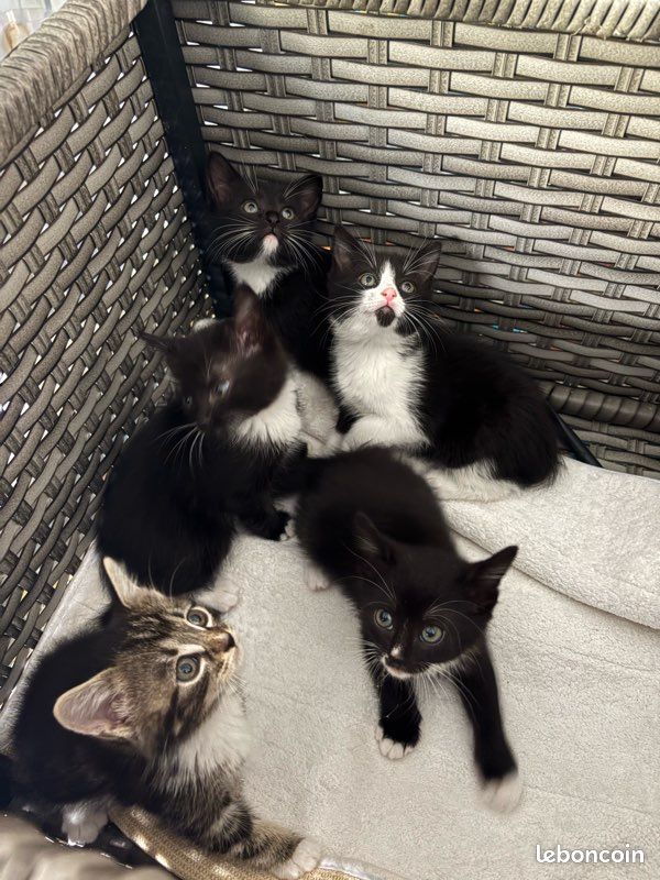 Chatons (image 1)