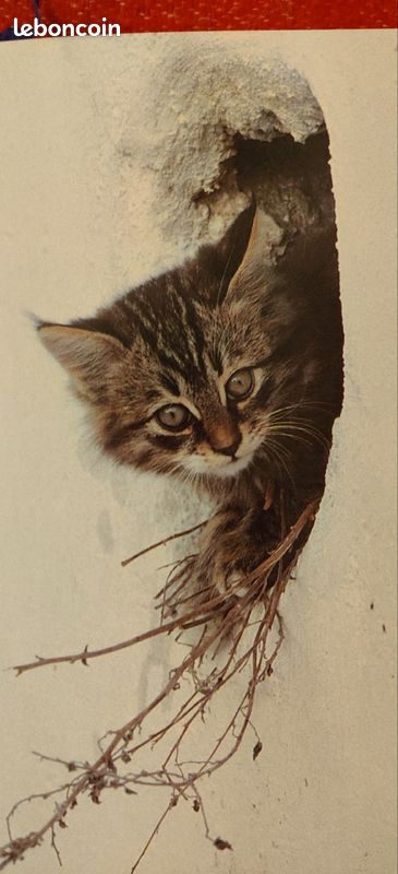 Chats du soleil, Hans Silvester, agenda perpétuel, cadeau idéal pour les amoureux des chats. Ed. La Martinière (image 4)