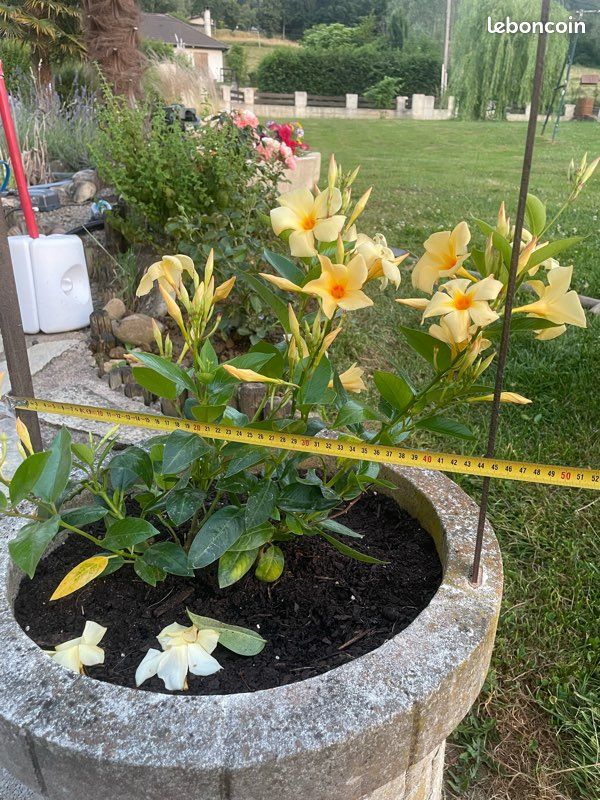 Puits plante (image 4)