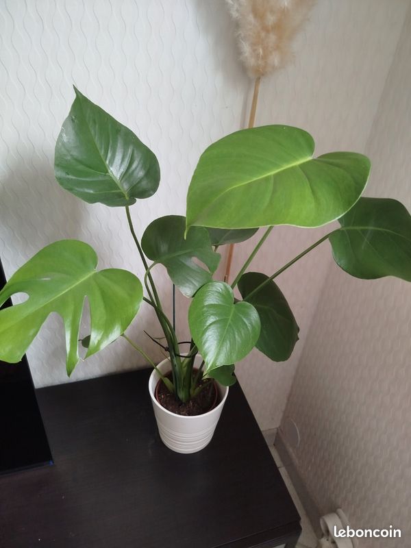 Monster deliciosa (image 1)