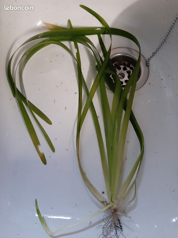 Plante d'aquarium (image 1)