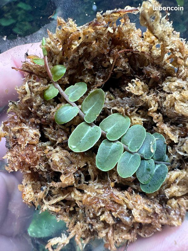 Marcgravia umbellata - Liane terrarium / paludarium (image 4)