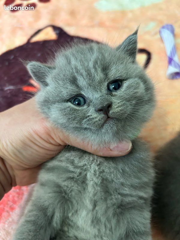 Magnifique chatons British shorthair (image 5)
