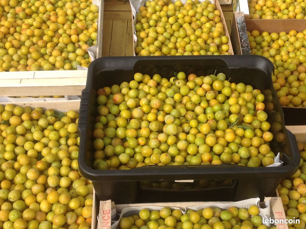 Mirabelles (image 2)