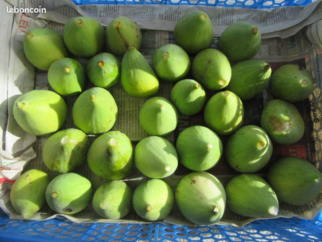 Figues (image 5)