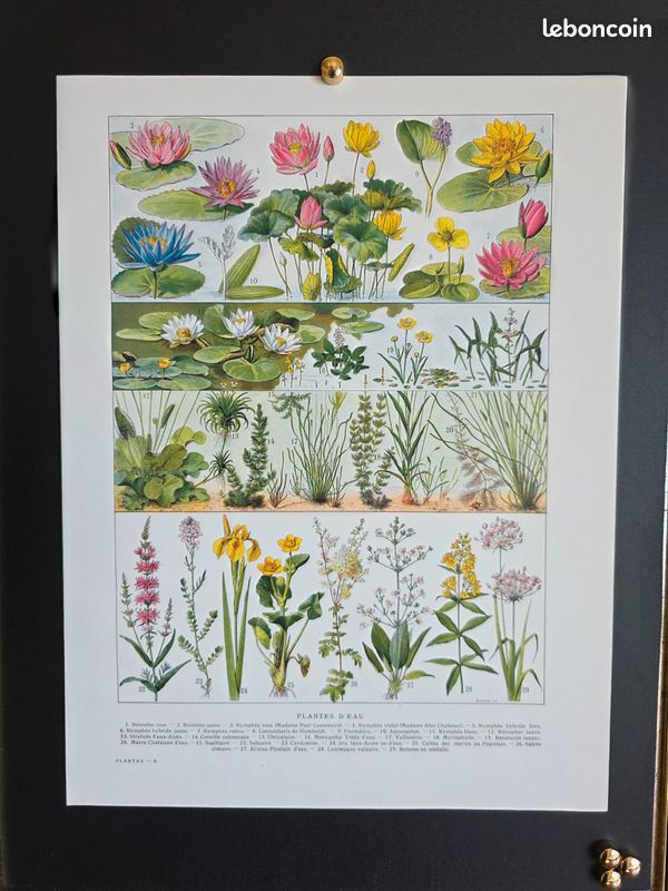 🪷 Planche encyclopédie ancienne - Plantes d'eau 1920 (image 1)