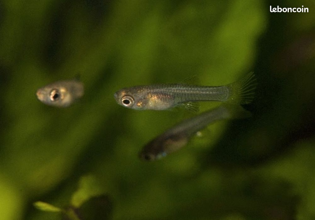 Alevins de guppys pour aquarium (image 1)