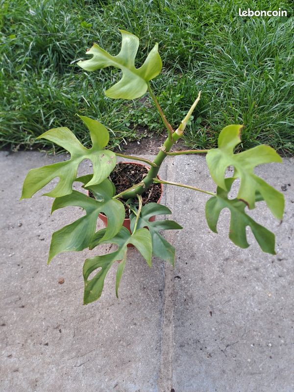 Philodendron minima variegata - Jardin & Plantes