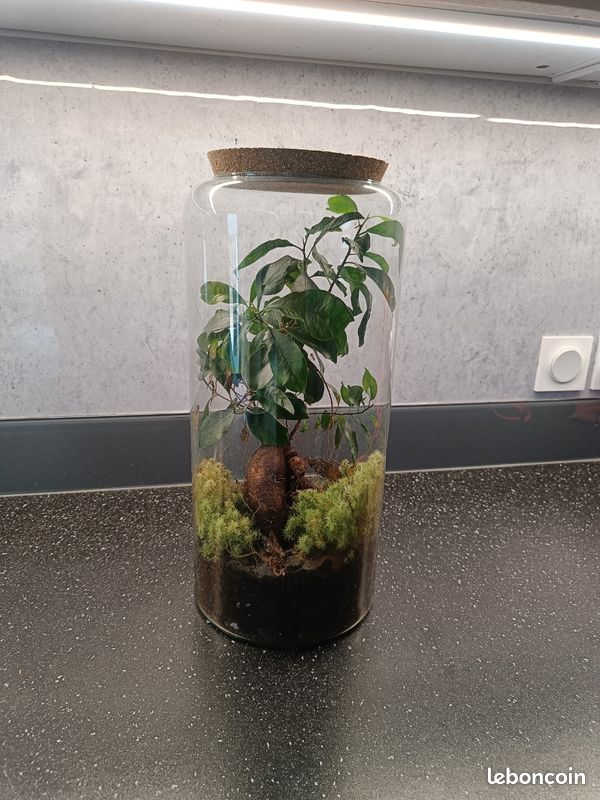 Terrarium Bonsai Ginseng (image 2)