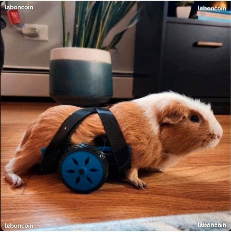 Fauteuil roulant pour cochon dinde (image 1)