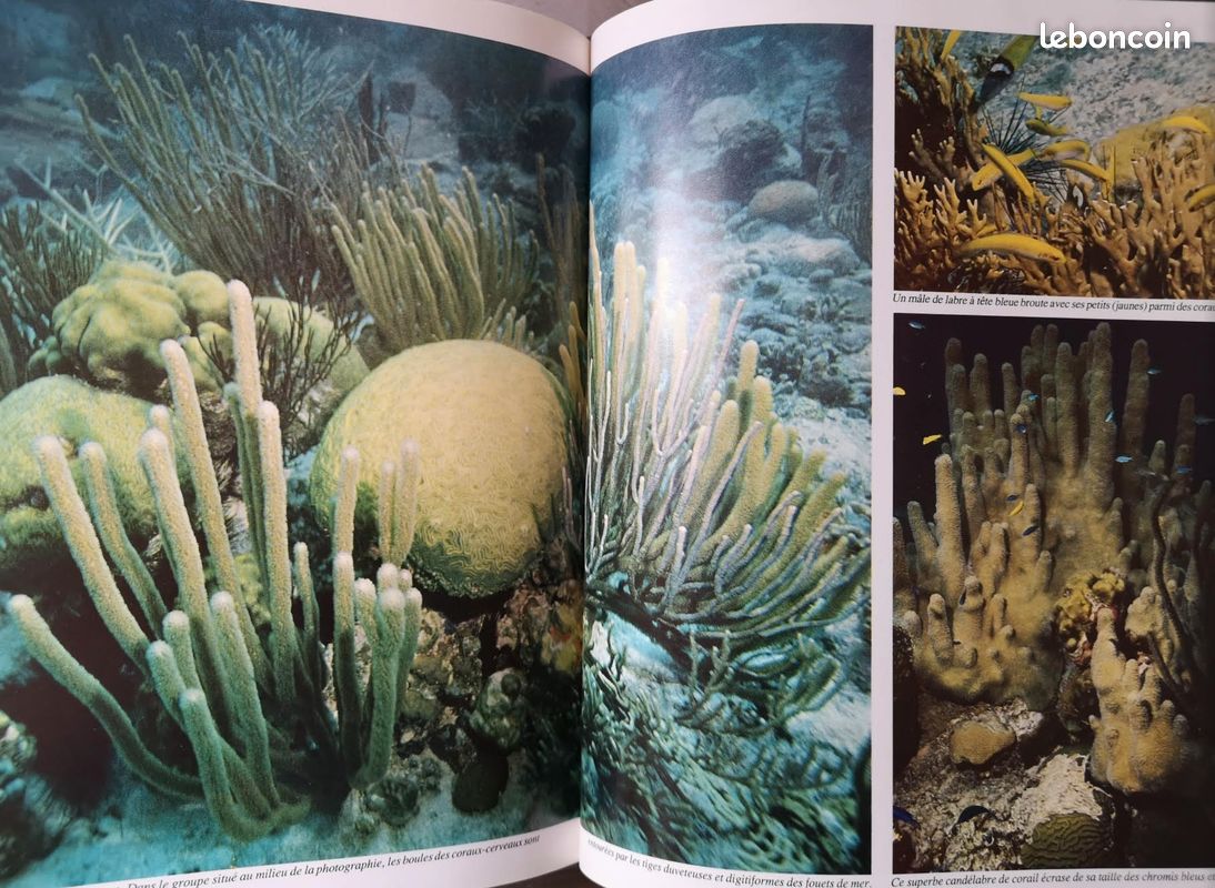 Les Antilles (image 3)