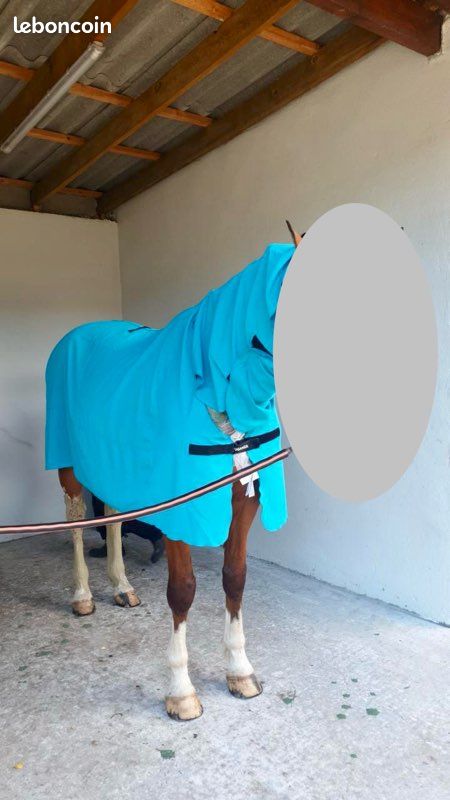 Couverture d'extérieur pour cheval en polaire QHP Luxury QHP