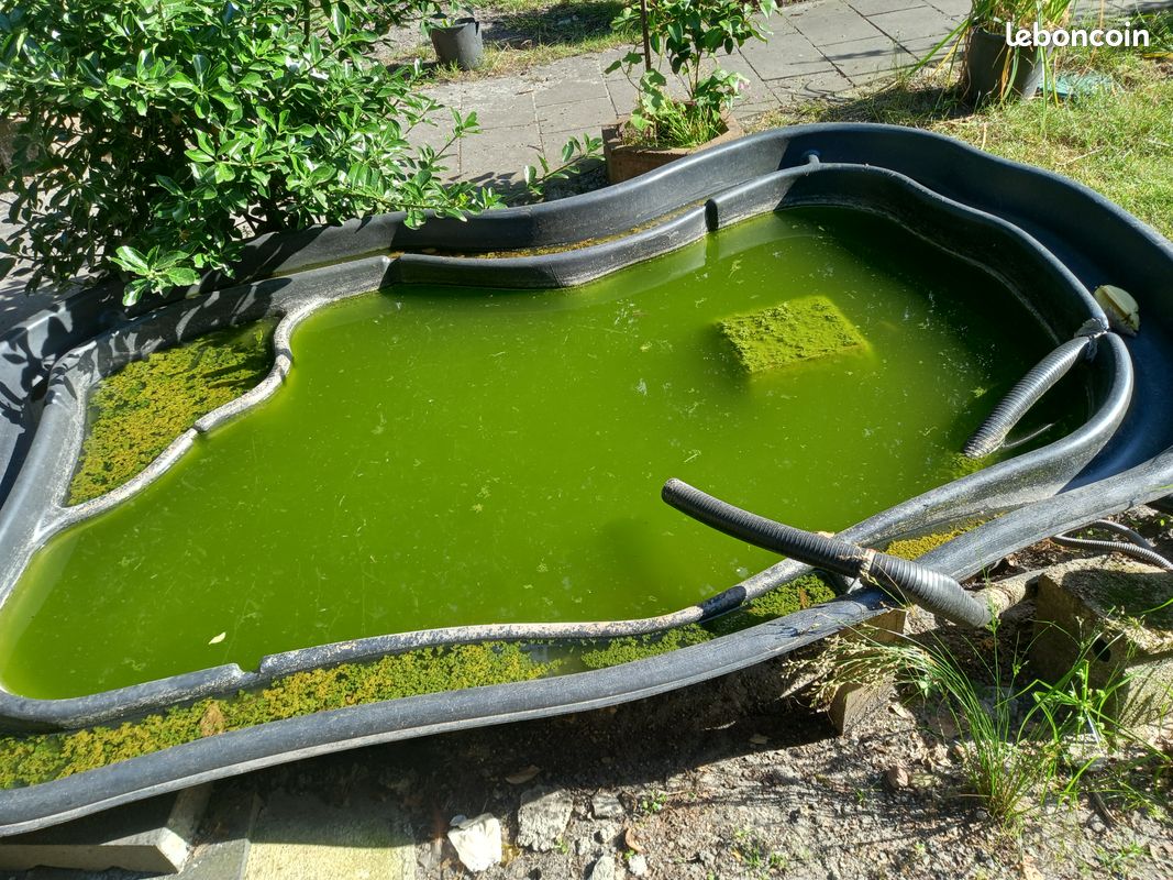 Bassin pour poisson (image 2)