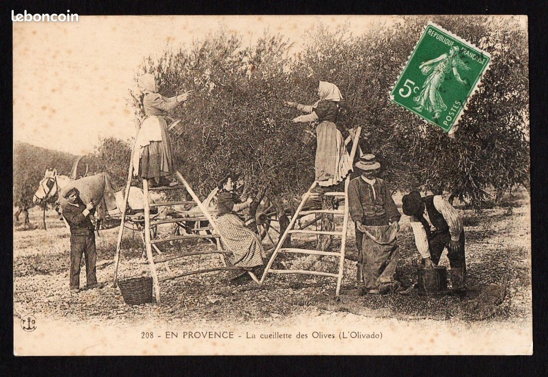 Carte Postale CPA EN PROVENCE la cueillette des Olives l' Olivado animée circulé (image 1)