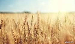 Bien agricole 390000 m² Diors
