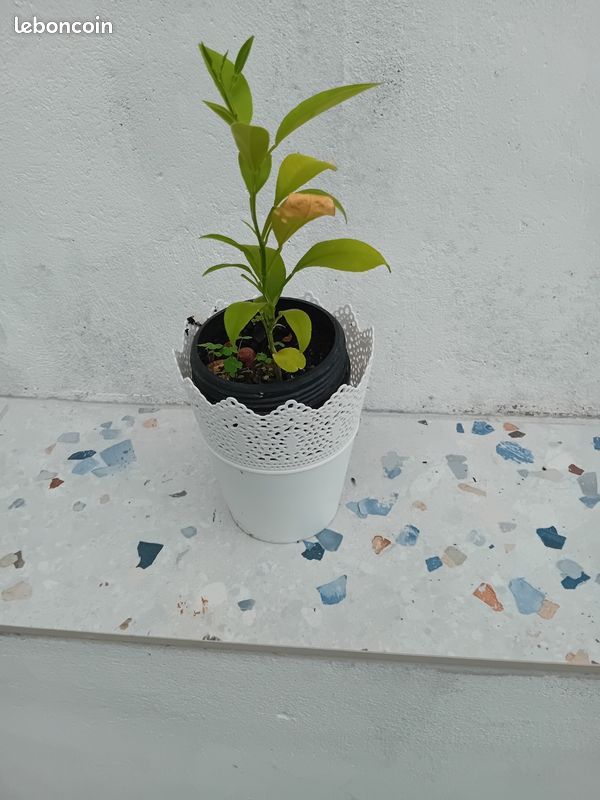 Magnifique petit oranger avec pot et cache pot (image 1)