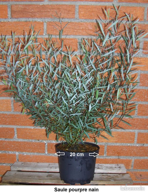 Plant de Saule pourpre nain - Osier nain pourpre (image 1)