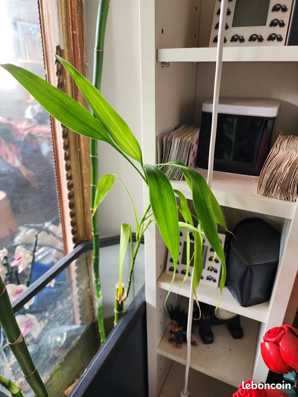 Grand Lucky Bamboo (Bambou porte-bonheur) 128 cm (image 15)