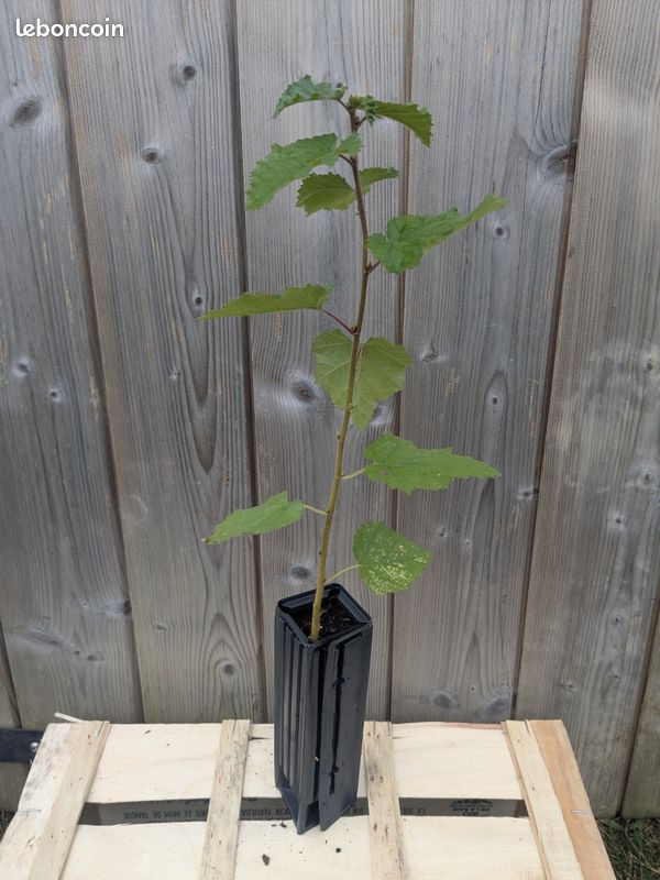 Bouleau pubescent d'1an bio 35cm (image 1)