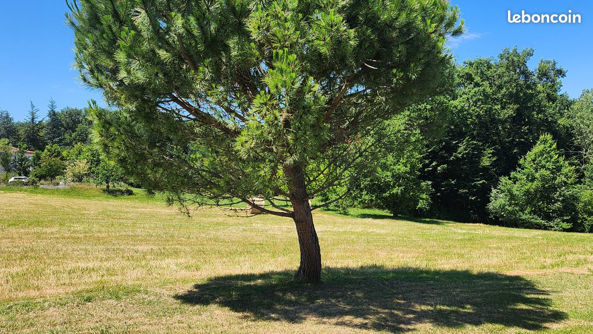 Terrain viabilisé en électricité avec CU valide · à Durfort-Lacapelette · 49 000 €
