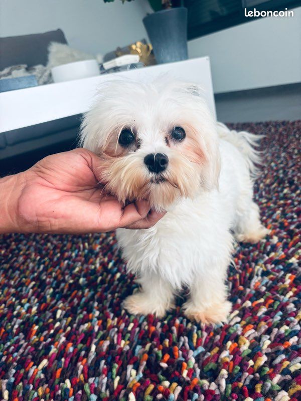 Bichon maltaise. Femelle retraite (image 1)