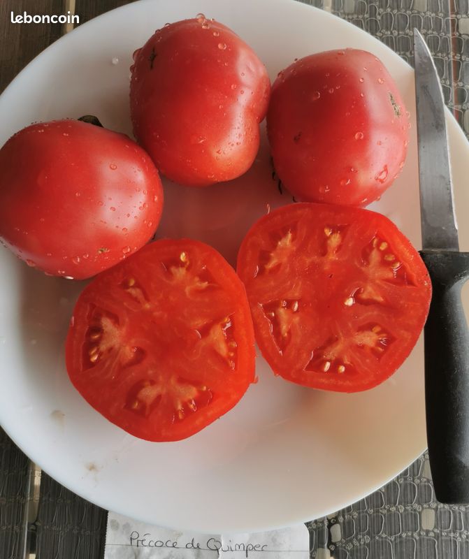 Graines de Tomate Précoce de Quimper reproductible saison 2025 (image 1)