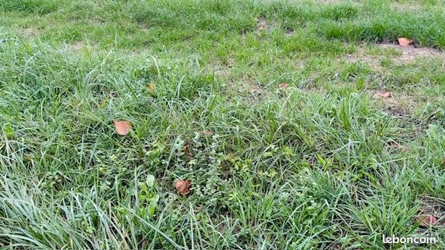 Terrain 1015 m² · à Saint-Loubès · 159 900 €