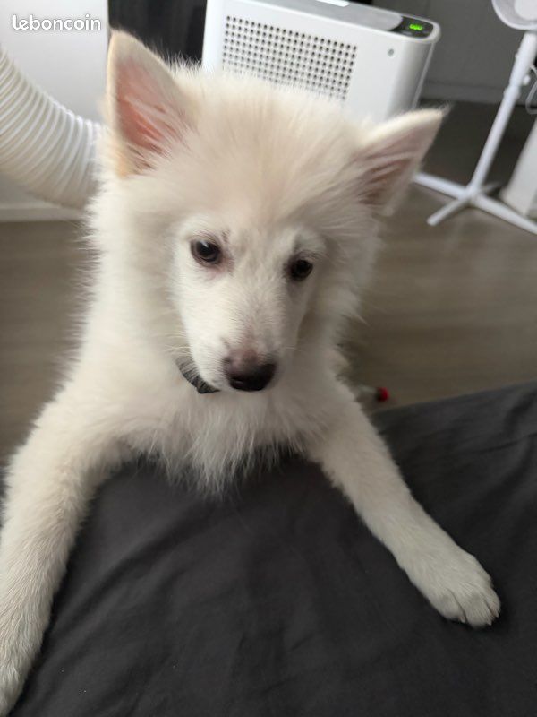 đŸ Bounty â Jeune Pomsky cherche sa nouvelle famille â€ïž (image 2)
