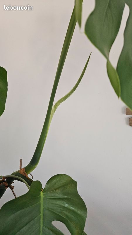 Très belle monstera de 1m15 à vendre (image 3)