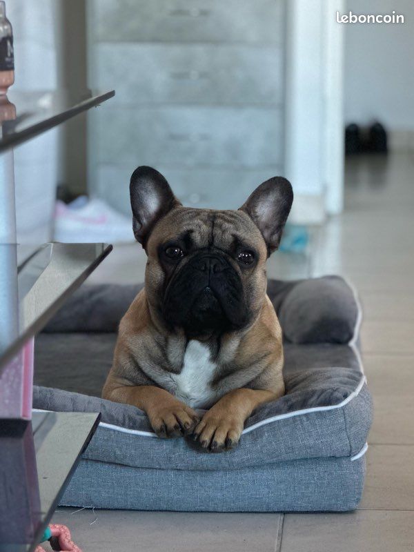 Bouledogue français mâle saillie (image 1)