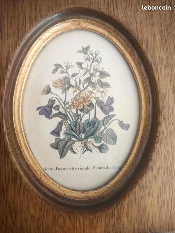 Duo de cadres anciens – Planches botaniques – Fleurs sauvages,af1604 (image 2)