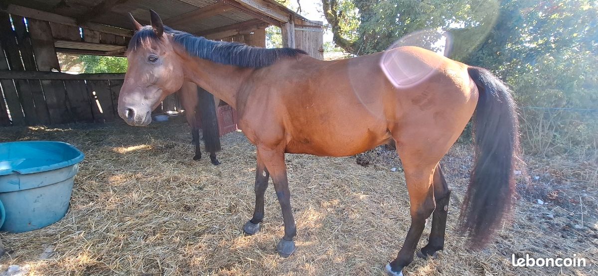 Cheval Trotteur (image 1)