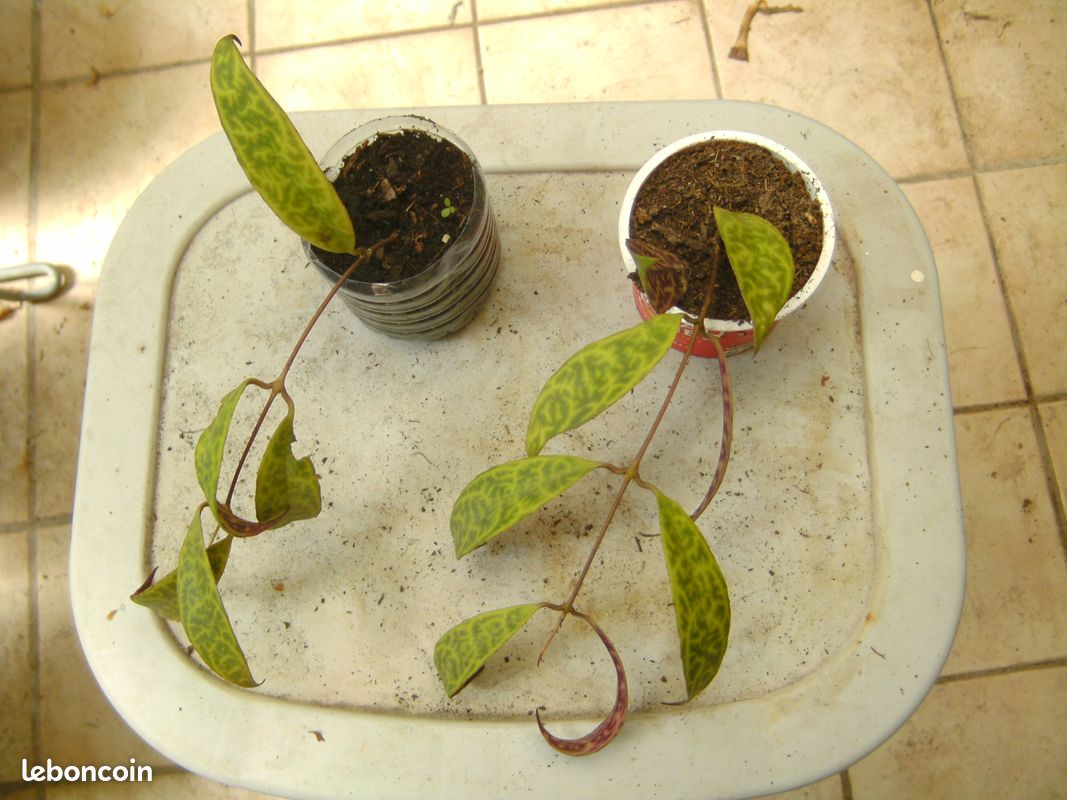 Bouture d aeschynanthus marmoratus (image 2)