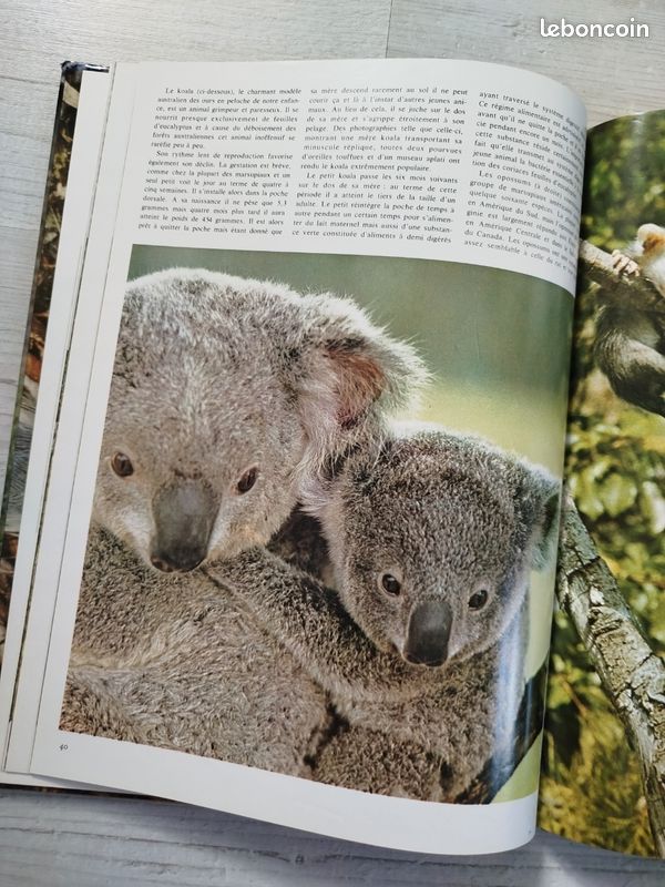 Livre Bébés animaux (image 3)