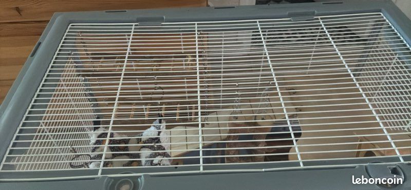 Cage rongeur équipée + nombreux accessoires et nourriture (image 3)
