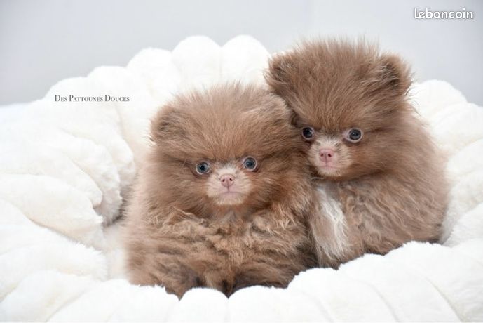 Animaux, chiot, chaton Nord-Pas-de-Calais - leboncoin